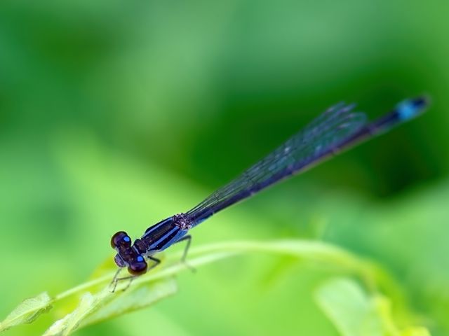 Coenagrion puella... no, Ischnura elegans